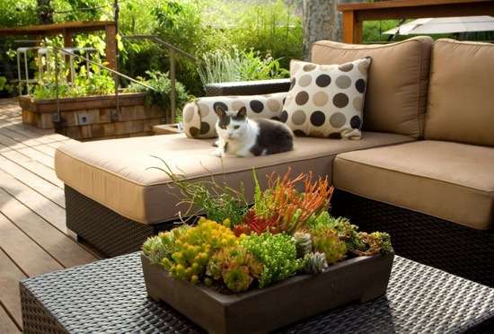 Arrangement of succulents on the coffee table