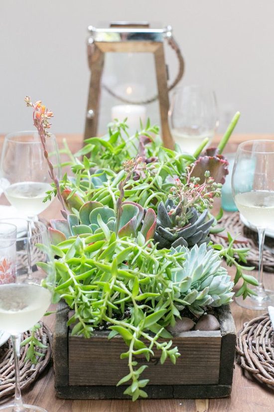 Pusat dengan succulents