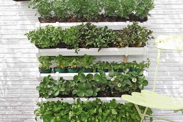 vertical garden cultivate strawberries