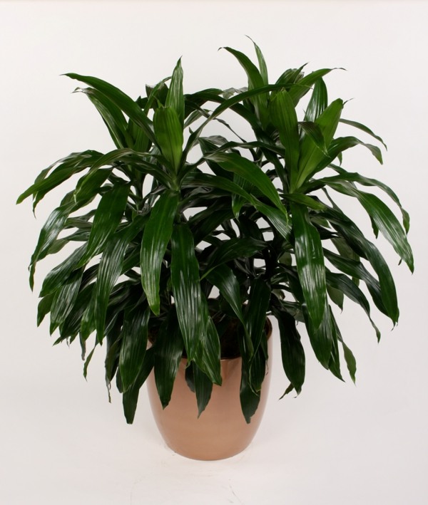 Dracaena deremensis Janet Craig plant