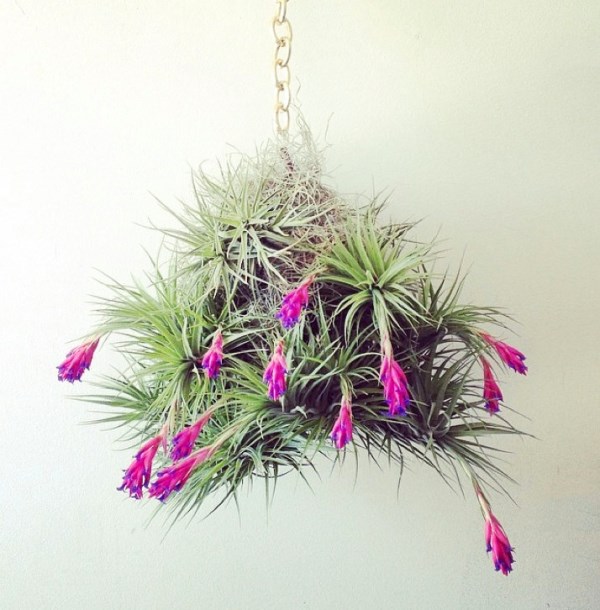 Grand-hanging planter-peacocktaco