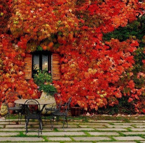 Red wall leaves autumn