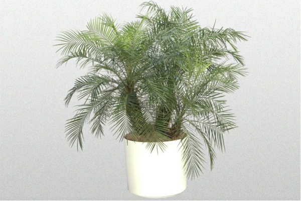 Phoenix Roebelenii indoor plant