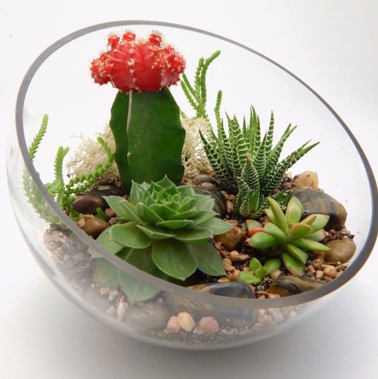 Glass jar for succulents