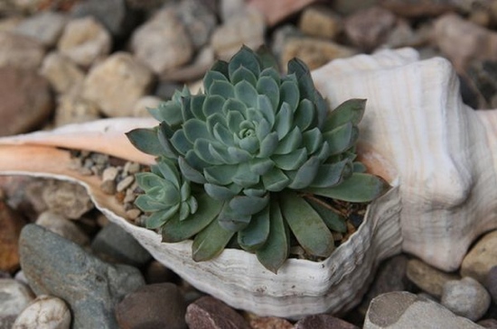 Shell-shaped pot for succulents