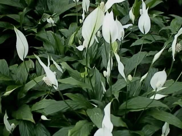 Spathiphyllum plant depolluting deco