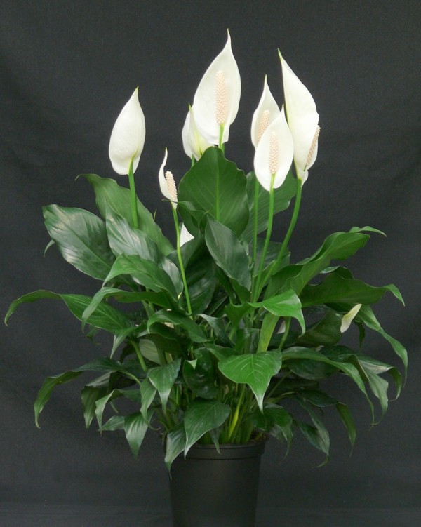 Spathiphyllum plant interior deco