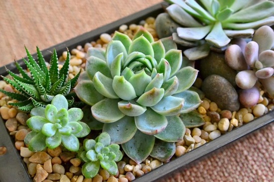 Succulent arrangeret i en gryde