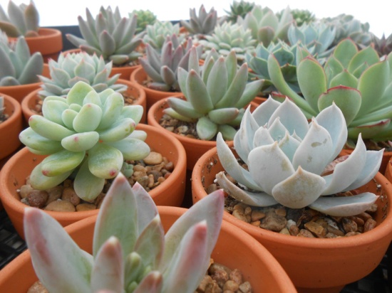 Succulent in pots