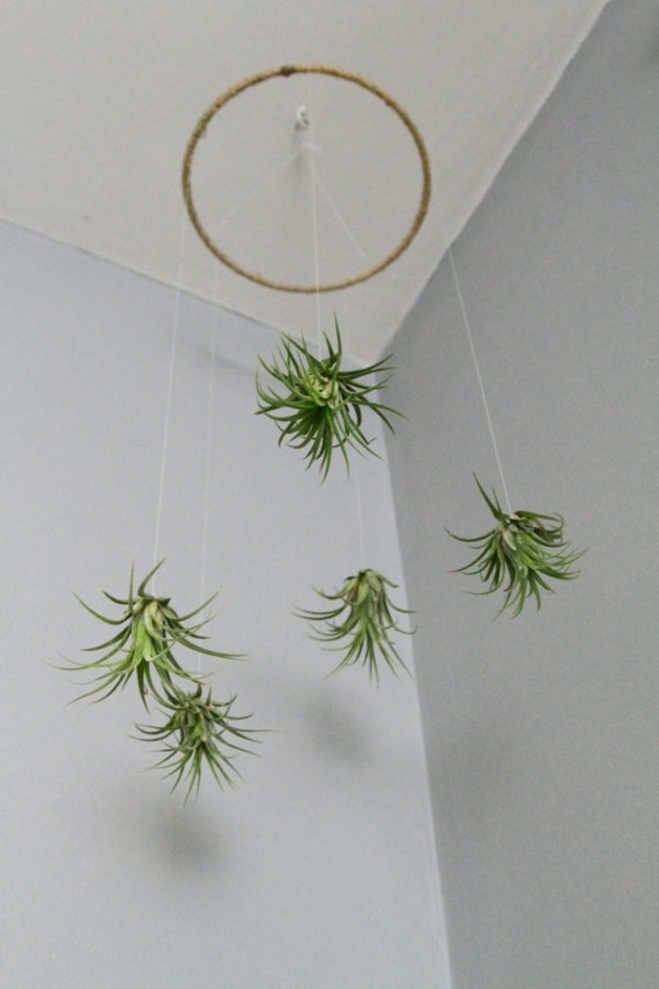 Tillandsia växt ursprungliga deco