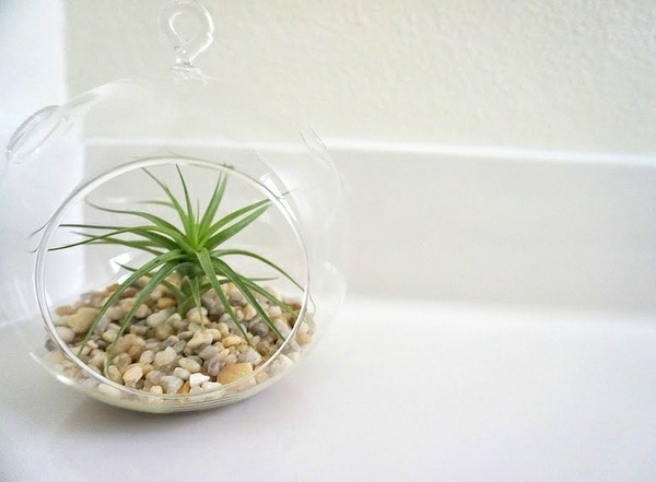 Tillandsia växt deco sten