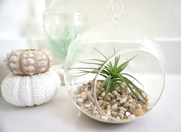 Tillandsia plant idé deco