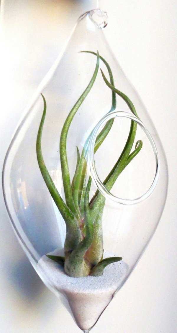 Tillandsia växtpanna klart glas