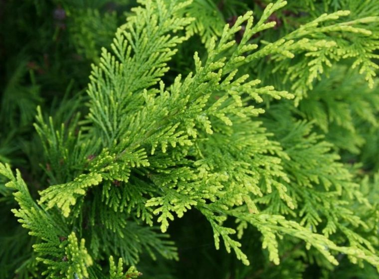 plant hedge green plant breeze view