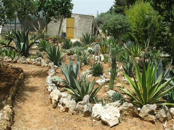 agave garden rocks