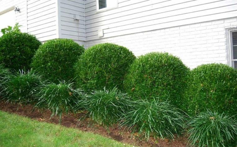 boxwood path cut into spheres