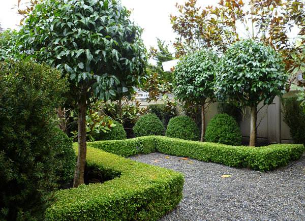 landscaping hedge trees garden