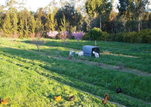 arrange garden permaculture animals