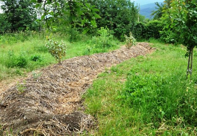 landscaping garden permaculture butte mulch