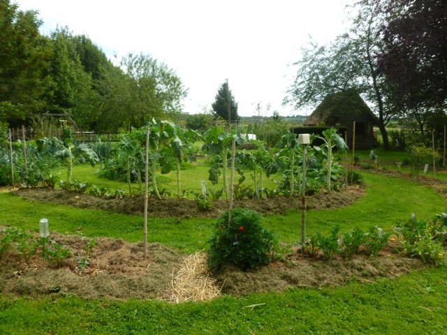 landscaping outdoor garden permaculture russian cabbage