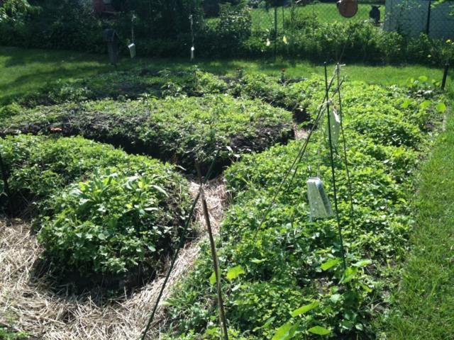 garden design permaculture trays