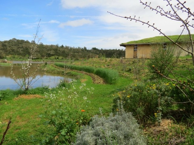 outdoor garden permaculture pond