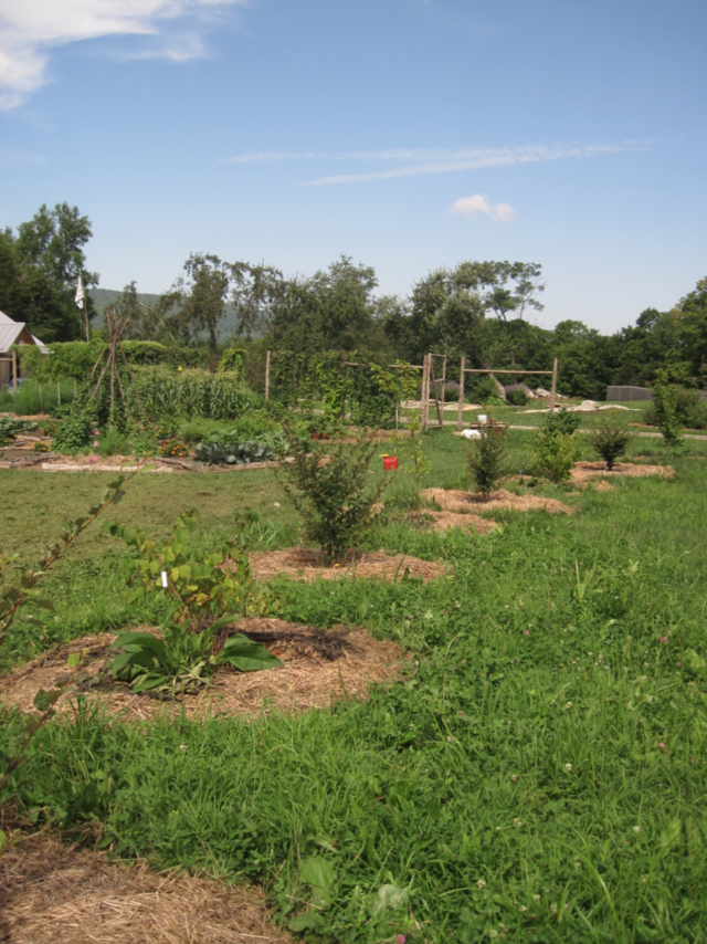 garden design permaculture mulching shrubs