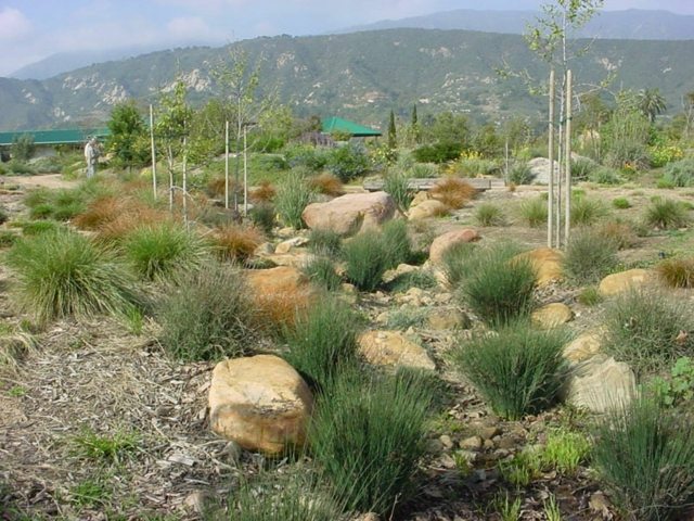 landscaping outdoor garden permaculture plants resistance drought-retention-water