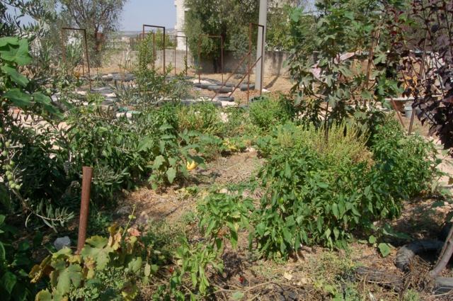 landscaping outdoor garden permaculture polycultures