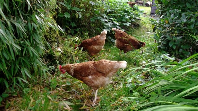 landscaping garden permaculture insectivorous hens