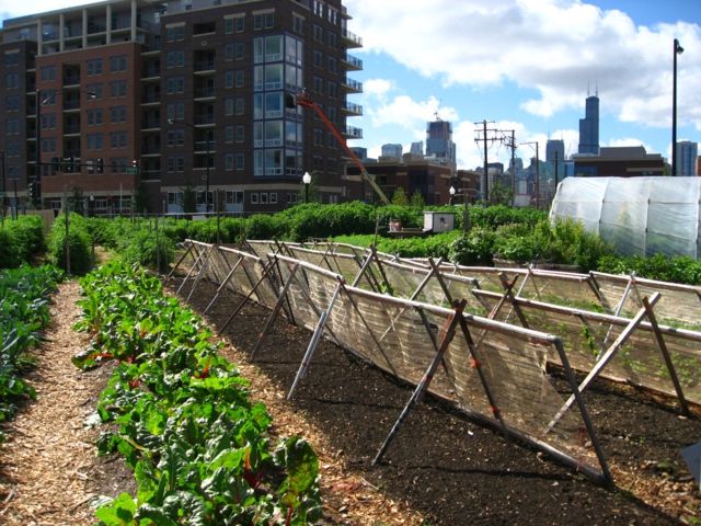 landscaping urban permaculture garden Chicago