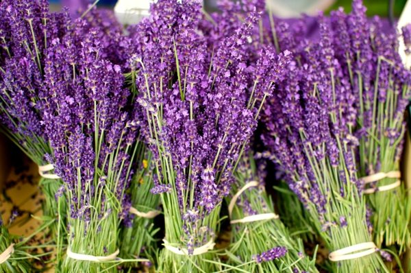 Landskap lavender gaya Tuscany