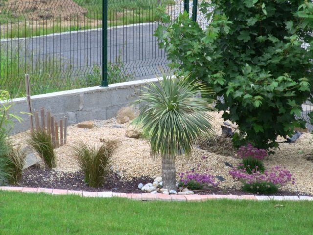 planting rock plants