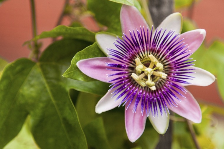 passiflora amenagement terrace plant pergola deco