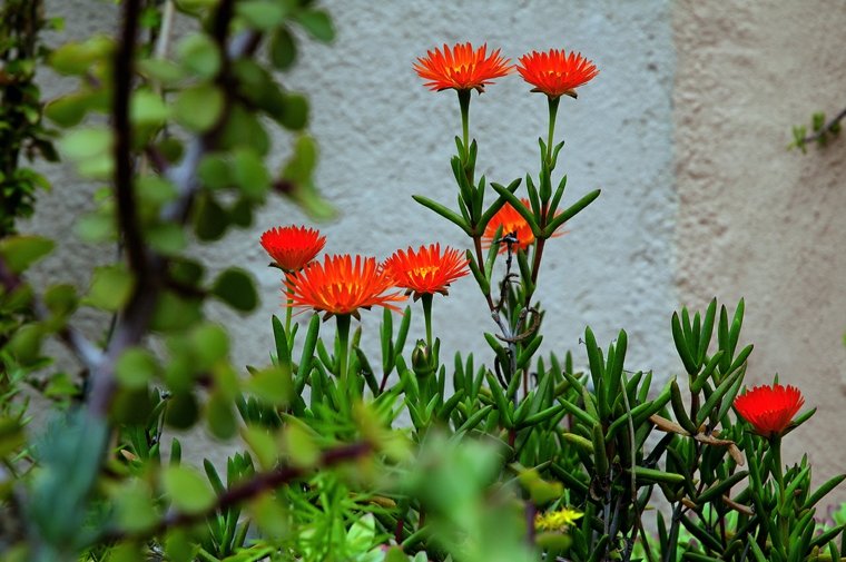 flowering plants outdoors red flowers idea