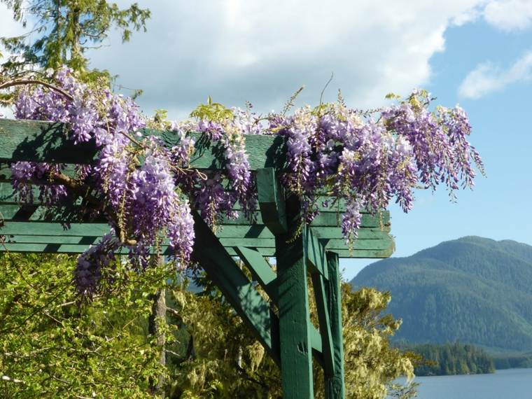 create a terrace arbor shade plant