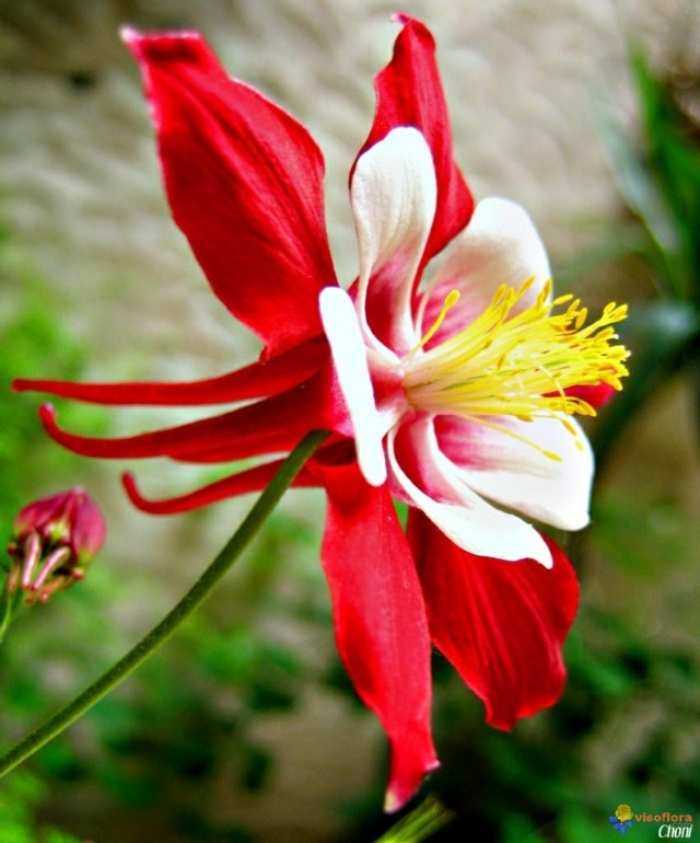 columbine zoom color red