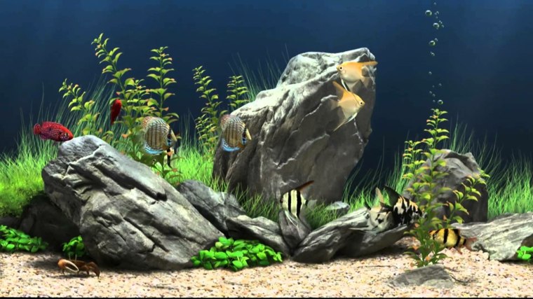 decoration for aquarium idea stone root