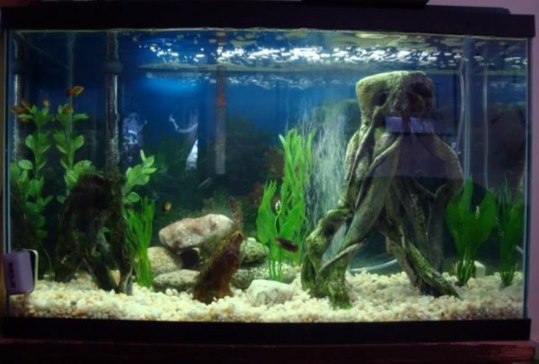 decoration aquarium root idea stones