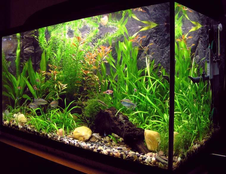 akvarium stort design sten baggrund planter rod koraller