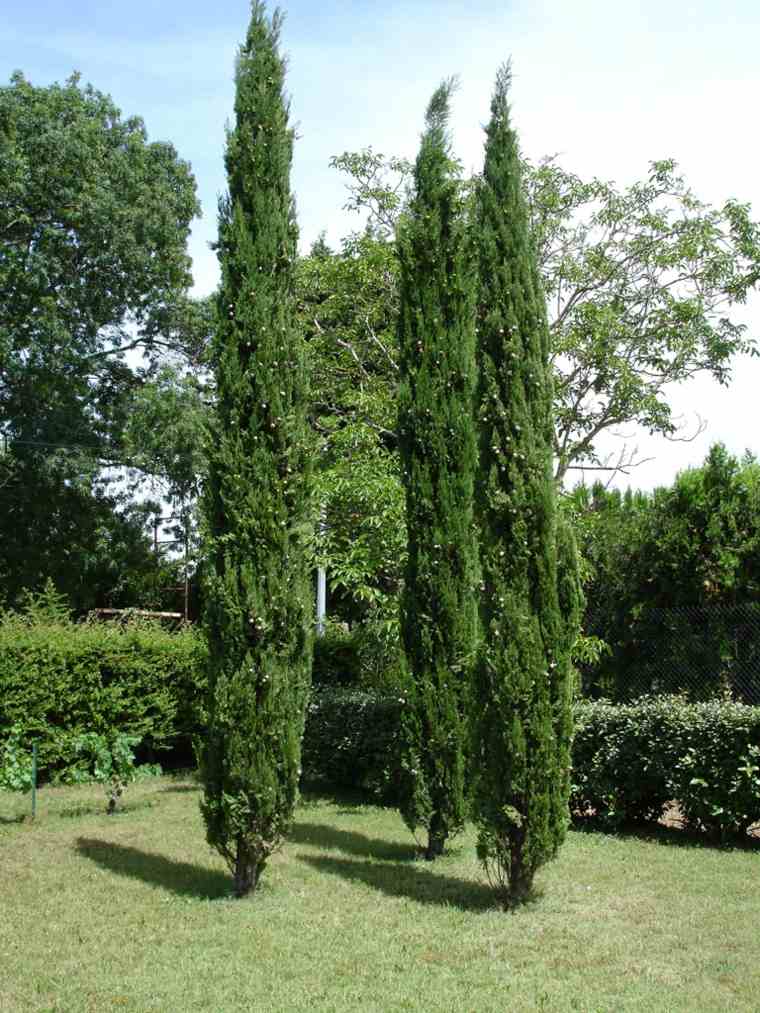 evergreen tree planting a tree garden cypress tree of sorrow