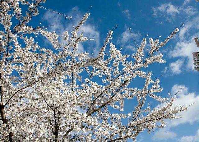 weeping tree white cherry modern aesthetic