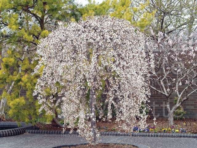 weeping tree decorating garden original