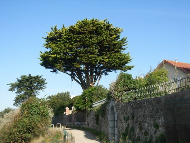 evergreen tree idea garden planting a tree cypress