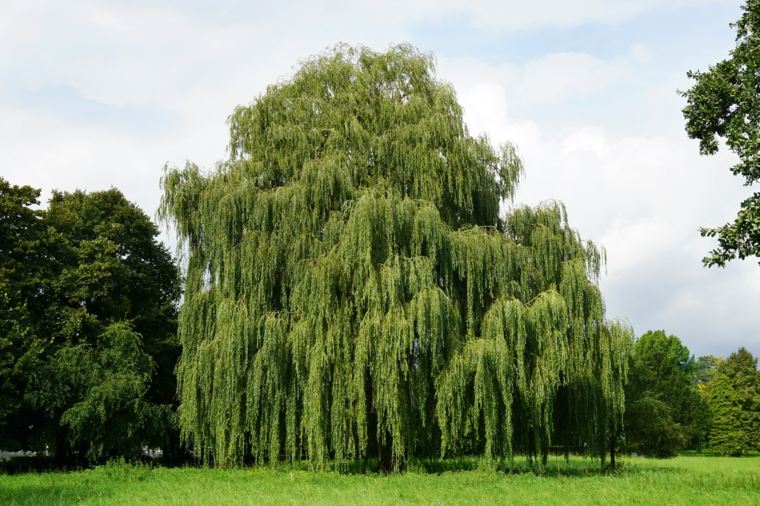 weeping willow tree