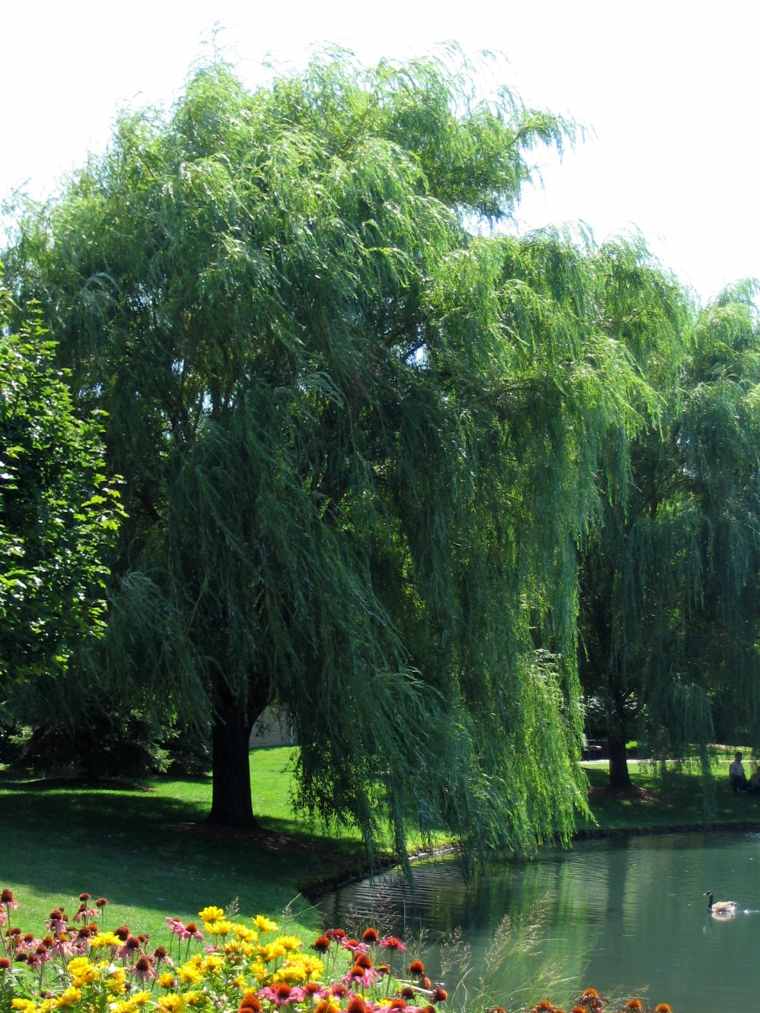 weeping willow tree-weeping park-decoration-lake