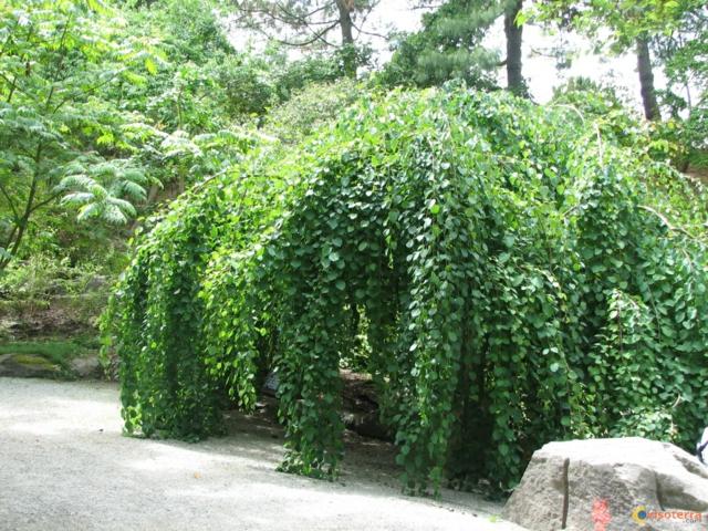 weeping trees evergreen tree