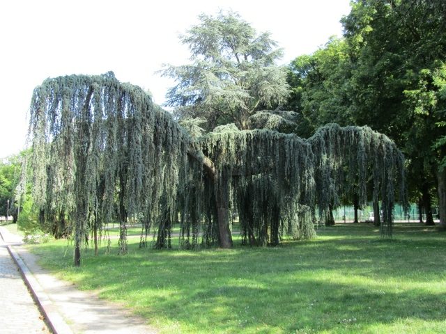 weeping trees evergreen tree garden landscaping idea