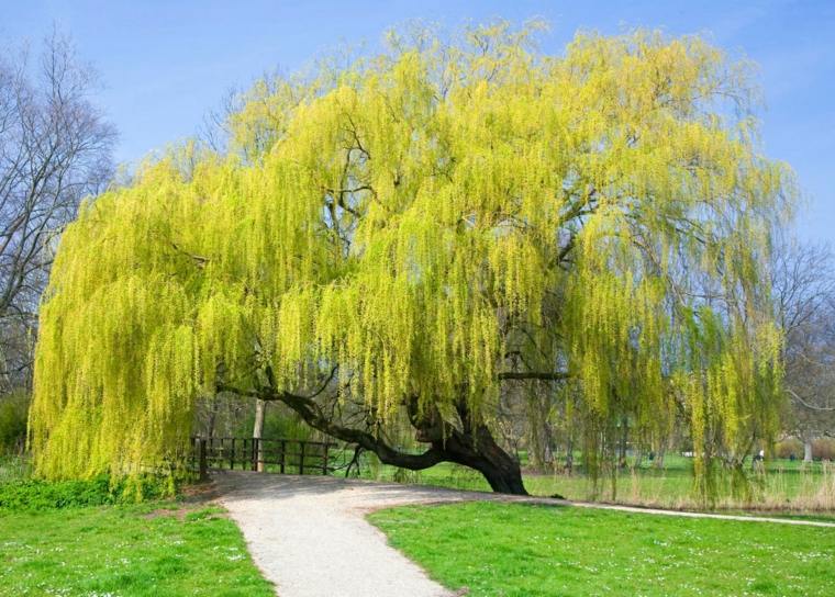 weeping tree yellow deco garden