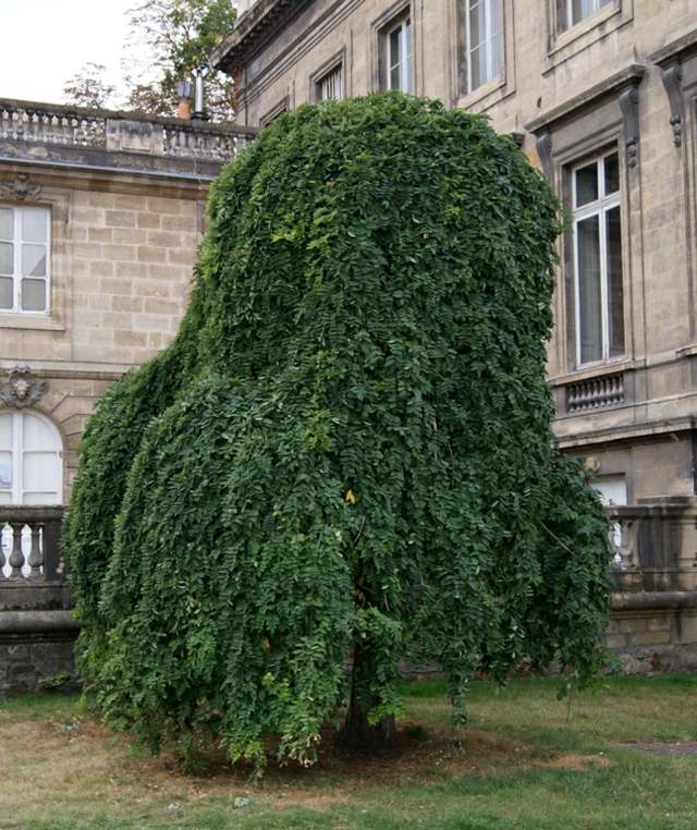 weeping tree idea green garden deco tree evergreen